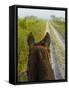 Horse Trails at Kissimmee Prairie Preserve State Park, Florida, Usa-Maresa Pryor-Framed Stretched Canvas