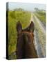 Horse Trails at Kissimmee Prairie Preserve State Park, Florida, Usa-Maresa Pryor-Stretched Canvas