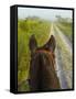 Horse Trails at Kissimmee Prairie Preserve State Park, Florida, Usa-Maresa Pryor-Framed Stretched Canvas