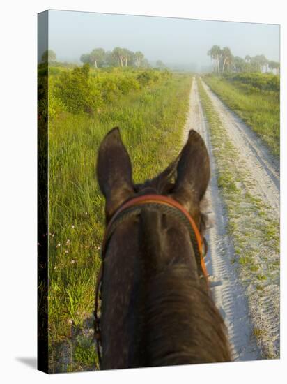Horse Trails at Kissimmee Prairie Preserve State Park, Florida, Usa-Maresa Pryor-Stretched Canvas