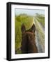 Horse Trails at Kissimmee Prairie Preserve State Park, Florida, Usa-Maresa Pryor-Framed Photographic Print