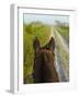 Horse Trails at Kissimmee Prairie Preserve State Park, Florida, Usa-Maresa Pryor-Framed Photographic Print