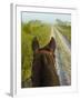 Horse Trails at Kissimmee Prairie Preserve State Park, Florida, Usa-Maresa Pryor-Framed Photographic Print