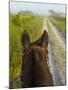 Horse Trails at Kissimmee Prairie Preserve State Park, Florida, Usa-Maresa Pryor-Mounted Photographic Print