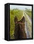 Horse Trails at Kissimmee Prairie Preserve State Park, Florida, Usa-Maresa Pryor-Framed Stretched Canvas