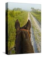 Horse Trails at Kissimmee Prairie Preserve State Park, Florida, Usa-Maresa Pryor-Stretched Canvas