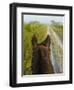 Horse Trails at Kissimmee Prairie Preserve State Park, Florida, Usa-Maresa Pryor-Framed Photographic Print