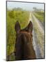 Horse Trails at Kissimmee Prairie Preserve State Park, Florida, Usa-Maresa Pryor-Mounted Photographic Print