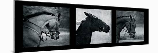 Horse Triptych-Pete Kelly-Mounted Giclee Print