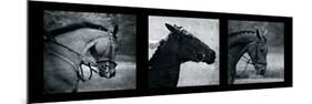 Horse Triptych-Pete Kelly-Mounted Giclee Print