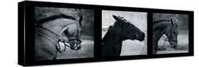 Horse Triptych-Pete Kelly-Stretched Canvas