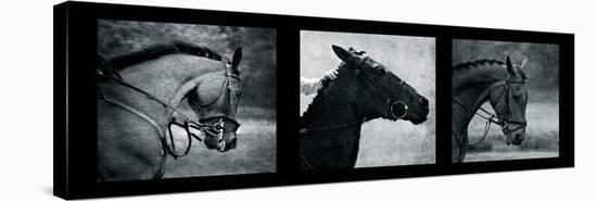 Horse Triptych-Pete Kelly-Stretched Canvas