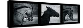 Horse Triptych-Pete Kelly-Stretched Canvas