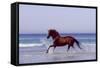 Horse Trotting Through Waves in Sea-null-Framed Stretched Canvas