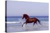 Horse Trotting Through Waves in Sea-null-Stretched Canvas