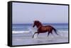Horse Trotting Through Waves in Sea-null-Framed Stretched Canvas