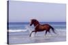 Horse Trotting Through Waves in Sea-null-Stretched Canvas