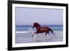 Horse Trotting Through Waves in Sea-null-Framed Photographic Print