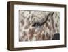 Horse Up Close I-Lee Peterson-Framed Photographic Print