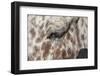 Horse Up Close I-Lee Peterson-Framed Photographic Print