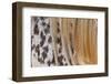 Horse Up Close II-Lee Peterson-Framed Photographic Print