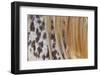 Horse Up Close II-Lee Peterson-Framed Photographic Print
