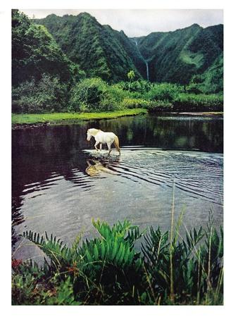 https://imgc.allpostersimages.com/img/posters/horse-wading-in-stream-amid-hills-in-papera-region-south-seas_u-L-Q1IUWQF0.jpg?artPerspective=n