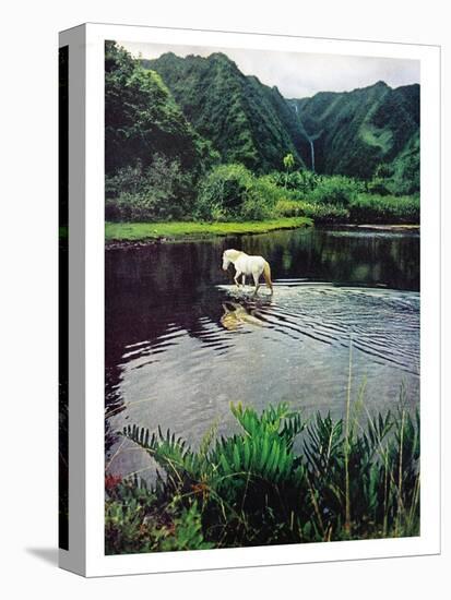Horse Wading in Stream Amid Hills in Papera Region, South Seas-Eliot Elisofon-Stretched Canvas