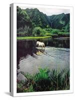 Horse Wading in Stream Amid Hills in Papera Region, South Seas-Eliot Elisofon-Stretched Canvas