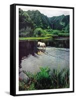 Horse Wading in Stream Amid Hills in Papera Region, South Seas-Eliot Elisofon-Framed Stretched Canvas