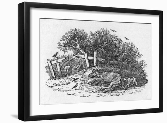 Horse Waiting to Die-Thomas Bewick-Framed Art Print