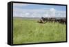 Horse Wallowing in Green Prairie-Quintanilla-Framed Stretched Canvas