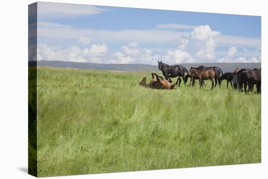 Horse Wallowing in Green Prairie-Quintanilla-Stretched Canvas
