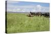 Horse Wallowing in Green Prairie-Quintanilla-Stretched Canvas