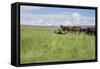 Horse Wallowing in Green Prairie-Quintanilla-Framed Stretched Canvas