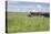 Horse Wallowing in Green Prairie-Quintanilla-Stretched Canvas