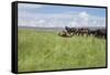 Horse Wallowing in Green Prairie-Quintanilla-Framed Stretched Canvas