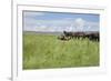 Horse Wallowing in Green Prairie-Quintanilla-Framed Photographic Print