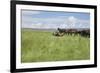 Horse Wallowing in Green Prairie-Quintanilla-Framed Photographic Print