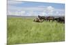 Horse Wallowing in Green Prairie-Quintanilla-Mounted Photographic Print