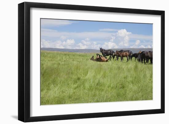Horse Wallowing in Green Prairie-Quintanilla-Framed Photographic Print