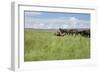 Horse Wallowing in Green Prairie-Quintanilla-Framed Photographic Print