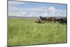 Horse Wallowing in Green Prairie-Quintanilla-Mounted Photographic Print