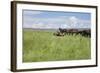 Horse Wallowing in Green Prairie-Quintanilla-Framed Photographic Print