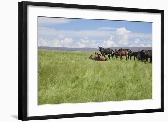 Horse Wallowing in Green Prairie-Quintanilla-Framed Photographic Print