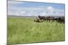 Horse Wallowing in Green Prairie-Quintanilla-Mounted Photographic Print
