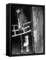 Horse Wearing Bandage Due to Bowed Tendon-Hank Walker-Framed Stretched Canvas