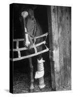 Horse Wearing Bandage Due to Bowed Tendon-Hank Walker-Stretched Canvas