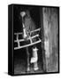 Horse Wearing Bandage Due to Bowed Tendon-Hank Walker-Framed Stretched Canvas