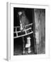 Horse Wearing Bandage Due to Bowed Tendon-Hank Walker-Framed Photographic Print